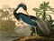 Louisiana Heron Poster Print by Audubon John James - Item # VARPDX3AA4974